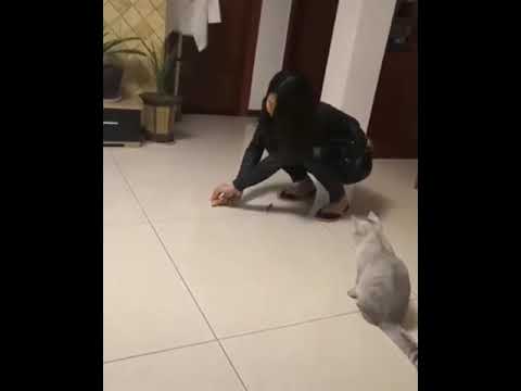 funny-cat-goes-bouncing-after-toy-mouse