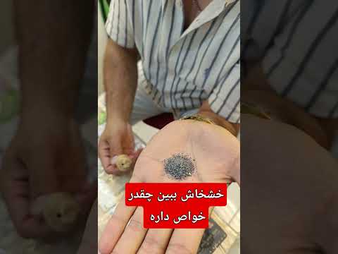 خشخاش ببین در ادامه برخی از مهم ترین فواید آن را برایتان آورده ام   شلتنا 