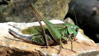 Кузнечик серый, Wart-biter, Decticus verrucivorus