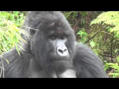 Video: Gorillas Attack In Groups - Alternative View