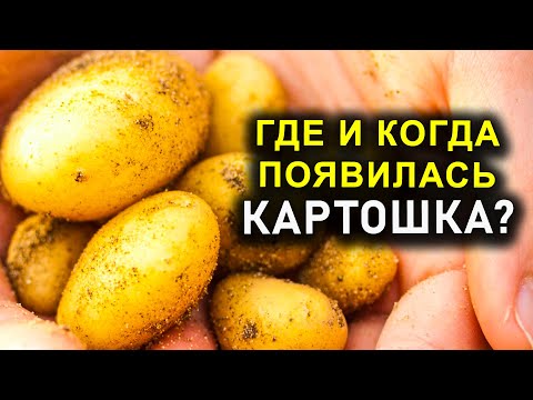 ГДЕ И КОГДА ПОЯВИЛАСЬ КАРТОШКА