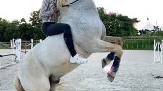 Cabré Du Cheval À Cru