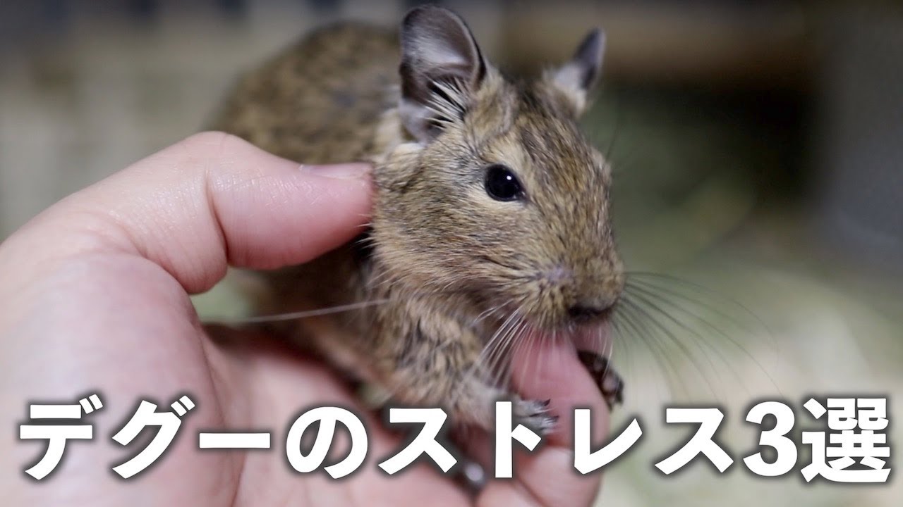 デグー 代表的なストレス3選 傾向と対策 Youtube