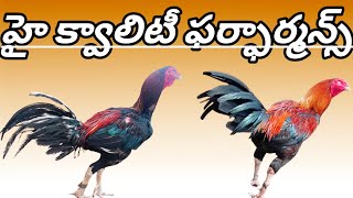 టూ టాప్ క్వాలిటీ 86885 38753