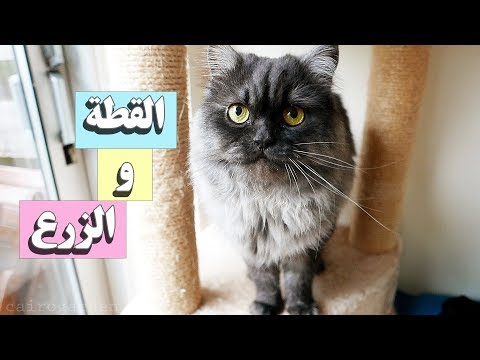فيديو: لماذا تتعثر القطط في الأشجار؟