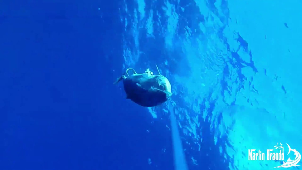 Marlin Brando - Underwater Marlin Strike