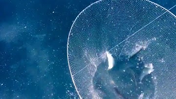 Hoop net in action by Miamimuttonman look me up if you want one