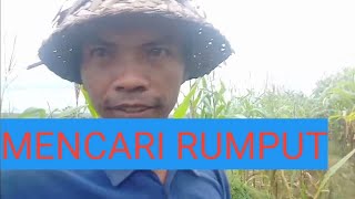 Ngarit Di Kebun Jagung