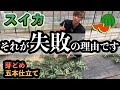 【スイカ】スイカの育て方　5本仕立て　芽どめについて