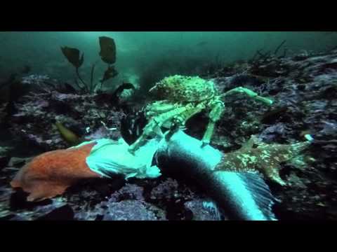 Invertebrate Zoology BIOHOPK