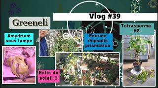 Vlog plantes#39 - Red Emerald sauvé!; tetrasperma HS; tour chez Fleurdepot; epiprem. var (jan 2024)