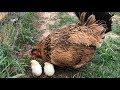 Her Chicks Hatched! And More broody hens