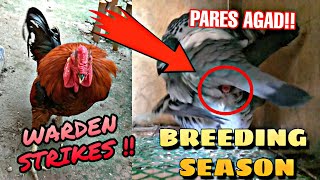 HOW TO PAIR PIGEONS - HOW TO BREED PIGEONS - PAANO MAGPARES NG KALAPATI 💕🐦