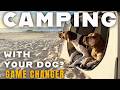 3 Must-Haves for Camping With Your Dog