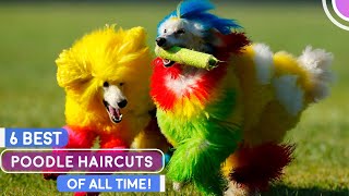 Top 6 Best Poodle Haircuts Of All Time!