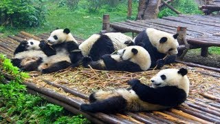 Download Lagu Pandas One Hour Version #001~#006 MP3 Download Lagu Pandas One Hour Version #001~#006 MP3