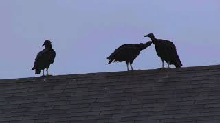 Download Lagu Dispersal of Suburban Vulture Roost in Maryland MP3