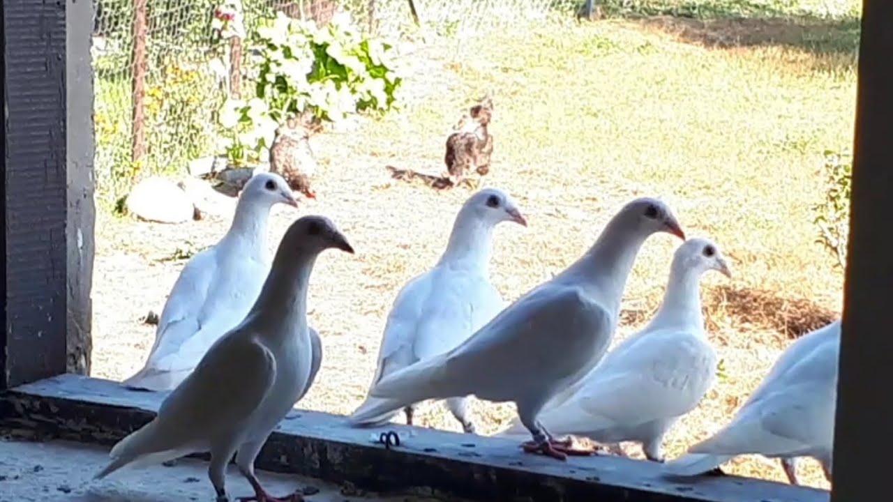 Pierwsze wypuszczenie młodych pocztowych 🕊🕊