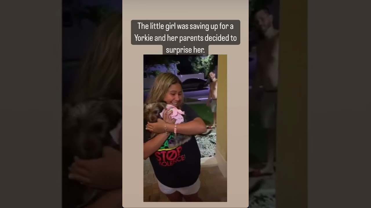 Puppy Gift Yorkie