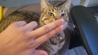 Cold hand boop on cat's nose by DanRoak 67 views 1 year ago 8 seconds