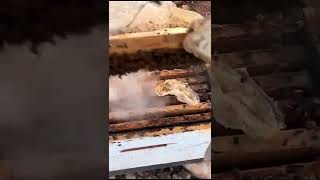 فحص خلية النحل/bee hive checks