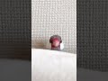 爆速で寝る文鳥