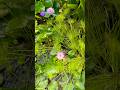 For Flower Lovers❤️🌸💜 #viral #flowers #lotus #zayansideas #shortsfeed #trending #rosephoto #song