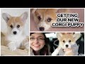 Getting our new corgi PUPPY!!!!