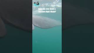 Listen to Southern Right Whale | Making Africa Heard Sound Library
#Shorts
This audio recording was made with a Soundtrap Hydrophone sampling at 9600 Hz. Southern Right Whales are baleen whales that produce low frequency sounds. Sound is one of the primary senses with which whales interact with the world around them. Most of the underwater world is dimly lit, so whales have evolved to produce and hear sounds over long distances. Sound travels at a speed of 340 meters per second in air and 1500 meters per second in water. Thats over 4 times faster underwater! The low frequency sounds produced by baleen whales are able to travel further in the ocean - and still be detectable - than the sounds produced by dolphins, which are of a high frequency. Though it is interesting to note that low frequency sounds are more easily drowned out by background noise than their high frequency counterparts. An example of background or ambient noise in the ocean would be traveling ships or waves breaking over a reef. Sound scientists, or scientists in the field of bioacoustics study the sounds of nature. They also study the impact of human noise on nature.
Hit the subscribe button to stay up to date with our research!
Consider donating to help support our work! https://www.givengain.com/campaign/african-bioacoustics-community?fbclid=IwAR0jy3OC-lVFclCQoM_NTxhJuH0aZjcgtl4hdZD07khDuYnLDexBuCn66S4 Listen to Southern Right Whale | Making Africa Heard Sound Library