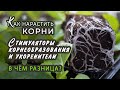 Стимуляторы корнеобразования и укоренители. Чем они отличаются?