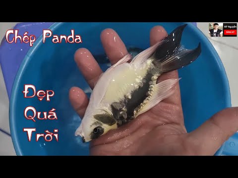 Video Cá Chép Phụng - Cá Koi Bướm - Cá Chép Sư Tử - Cá Chép... - youtube