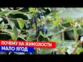 Почему на жимолости мало ягод