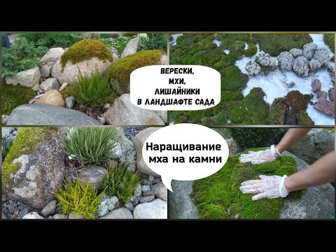 Верески , мхи и лишайники в ландшафте сада. Наращивание мха на камни.