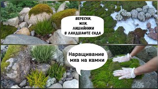 Верески , мхи и лишайники в ландшафте сада. Наращивание мха на камни.