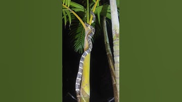 Bé gái bị rắn cạp nia cắn 03 _ #cạpnia #rắn