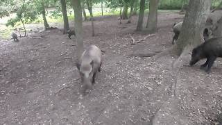 Europees Zwijn - European Swine With Youngsters Patterdale Hog Fell Terriers