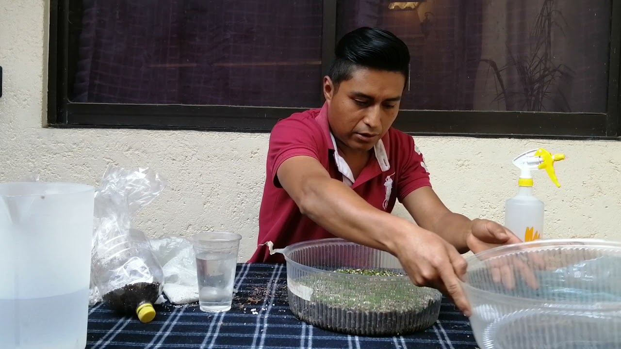 COMO HACER UN SEMILLERO PARA GERMINAR CACTUS Y EL SEGUIMIENTO QUE SE LE DA