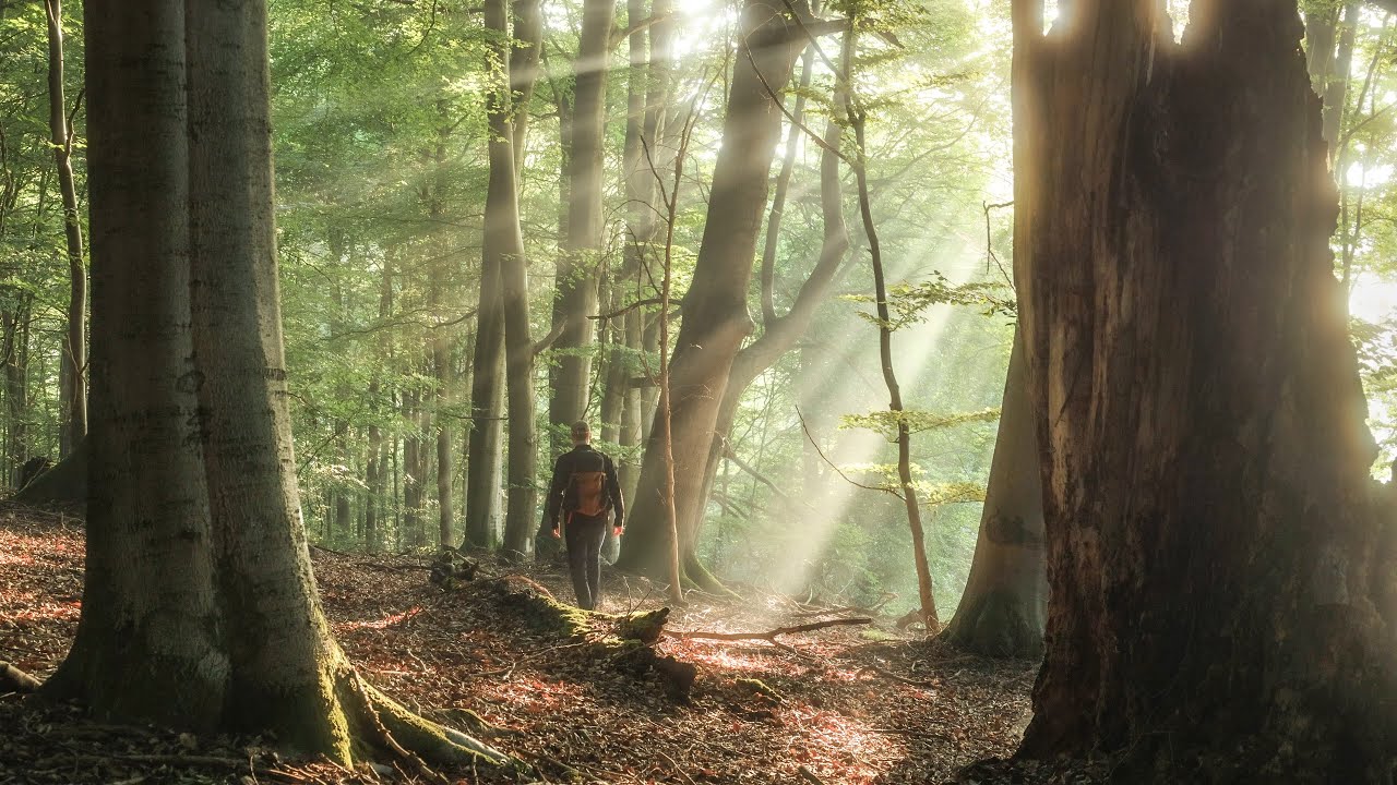 A Secret Gorge in Germany - 4K Forest Ambience & Silent Hiking
