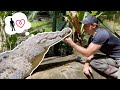 Rescued Crocodile Remembers Chris TWO YEARS LATER!
