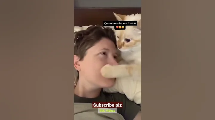 Video 4395821: cat animals lover funny, cute animals cat lover, funny cats dogs