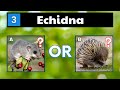 Quiz - Can You Name These Animals That Start With E?