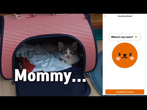 I Rescued the Kitten Next to the <strong>Dead</strong> <strong>Cat</strong>... (Using Translator)