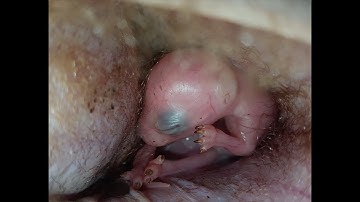 AMAZING Wallaby joey birth and growing inside mother