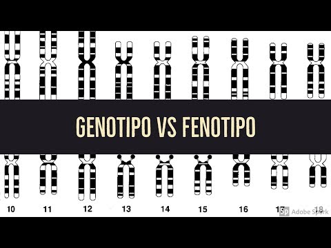 Genotipo vs Fenotipo en 4 minutos (o menos)