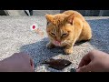 살아있는 생선을 본 일본 길고양이 반응ㅋㅋㅋ