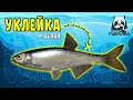 РР4 Поймал ТРОФЕЙНУЮ УКЛЕЙКУ - река Белая - Русская Рыбалка 4