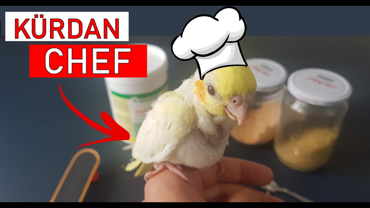 KÜRDAN BEBEK KAHVALTI HAZIRLIYOR! 🐣 YouTube