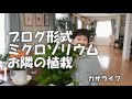 【vlog】ミクロソリウムお隣の植栽