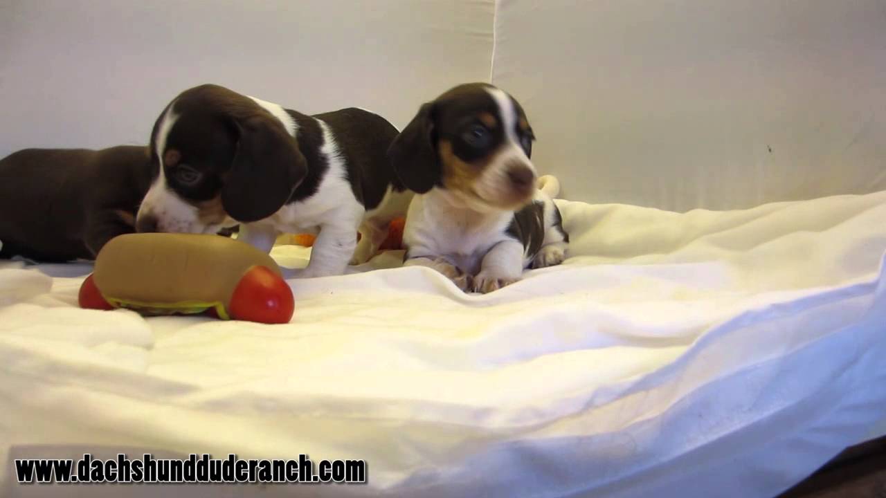 dachshund dude ranch puppies