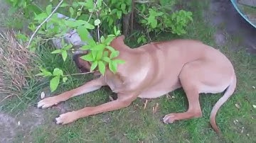 Ein Tag mit meinem süßen Welpen *-* | VLOG | tanan_x